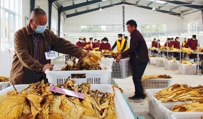 河南襄城縣局(分公司)規(guī)范煙葉收購(gòu)程序